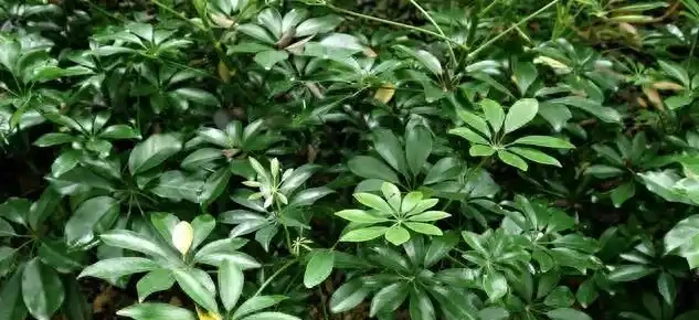 別再問鴨腳木幾天澆一次水!學會這3招判斷法,從此告別黃葉腐根,四季油綠招財來