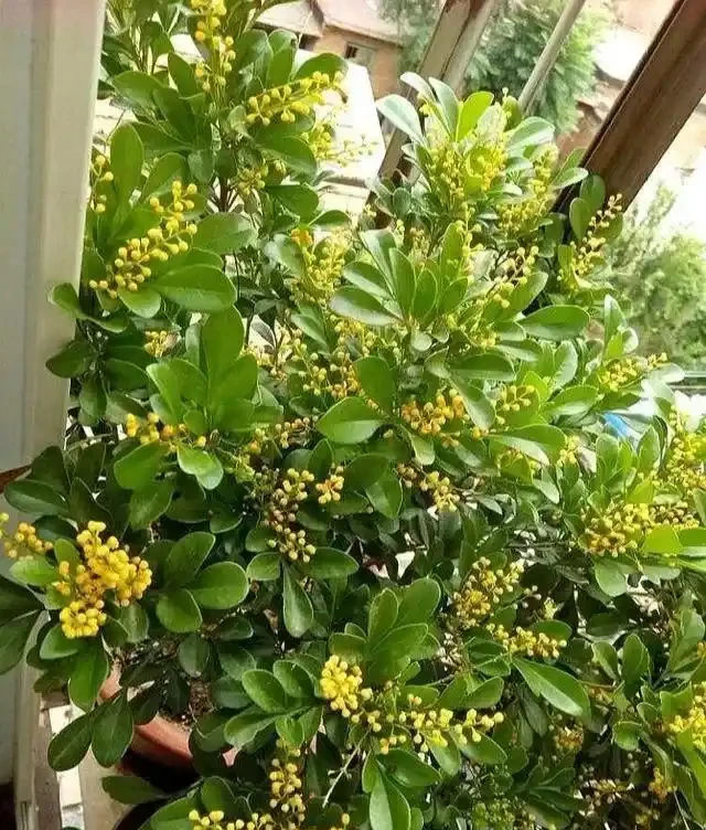 光照好的陽臺有救了！養這8種「香香花」，耐熱好養滿屋香