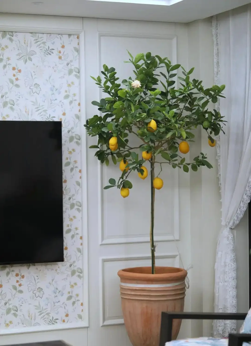 光照好的陽臺有救了！養這8種「香香花」，耐熱好養滿屋香