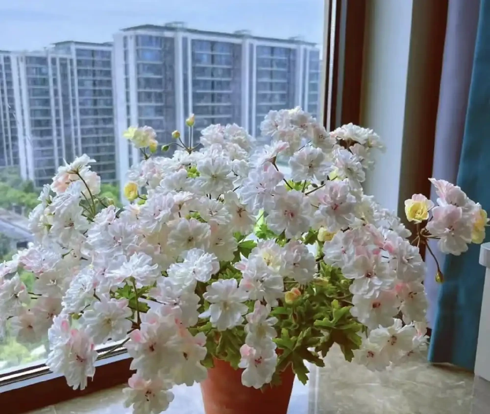6種陽臺「小貴花」,買一次美多年,每一分錢都不白花