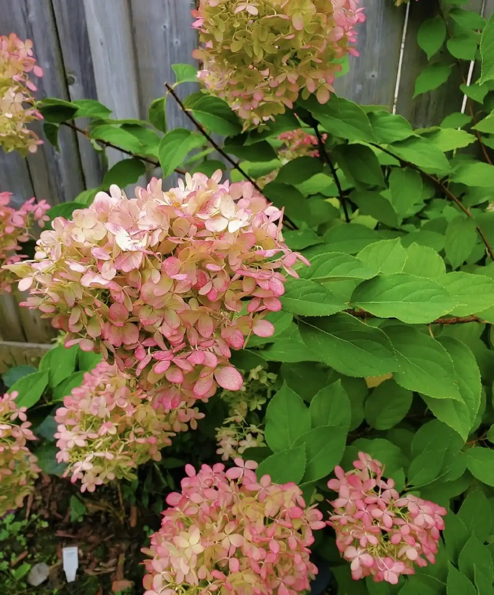 6種陽臺「小貴花」,買一次美多年,每一分錢都不白花