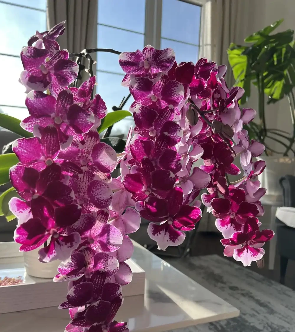 6種陽臺「小貴花」,買一次美多年,每一分錢都不白花