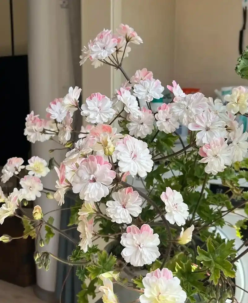 6種陽臺「小貴花」,買一次美多年,每一分錢都不白花