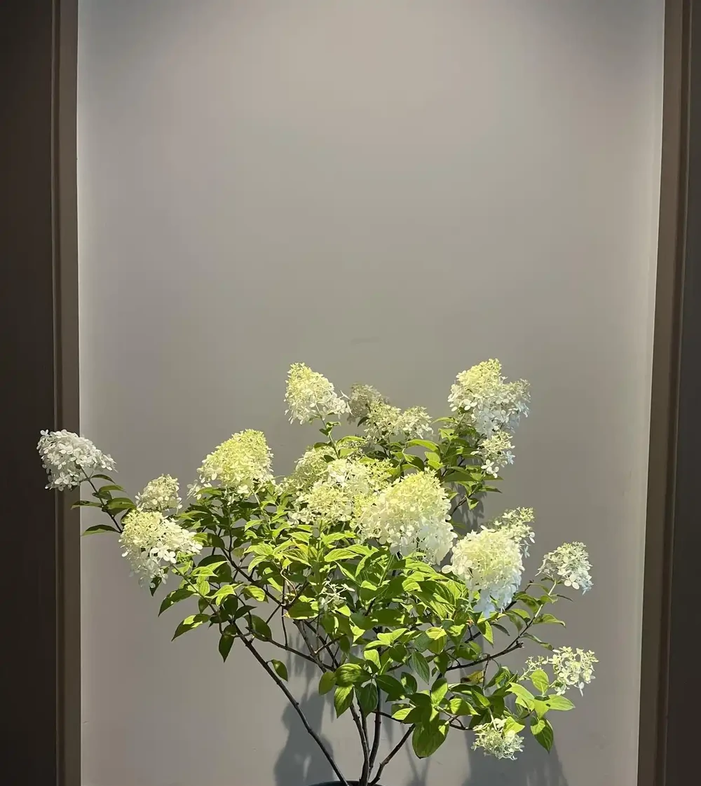 6種陽臺「小貴花」,買一次美多年,每一分錢都不白花