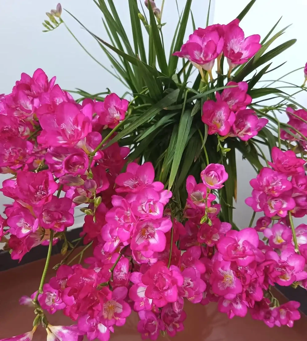 6種陽臺「小貴花」,買一次美多年,每一分錢都不白花