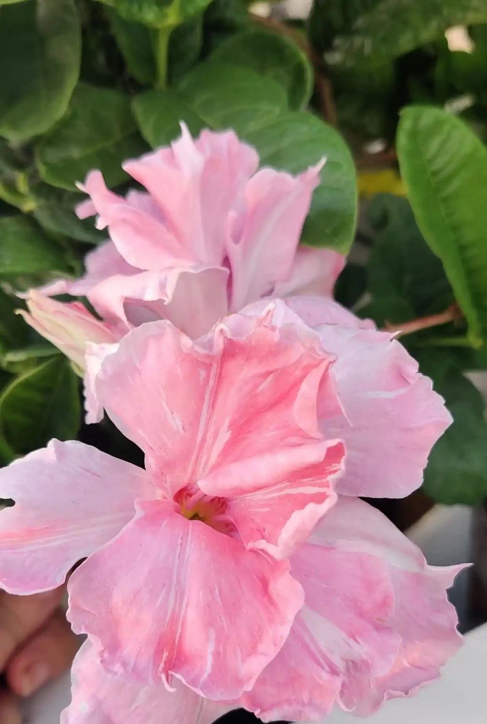 6種陽臺「小貴花」,買一次美多年,每一分錢都不白花
