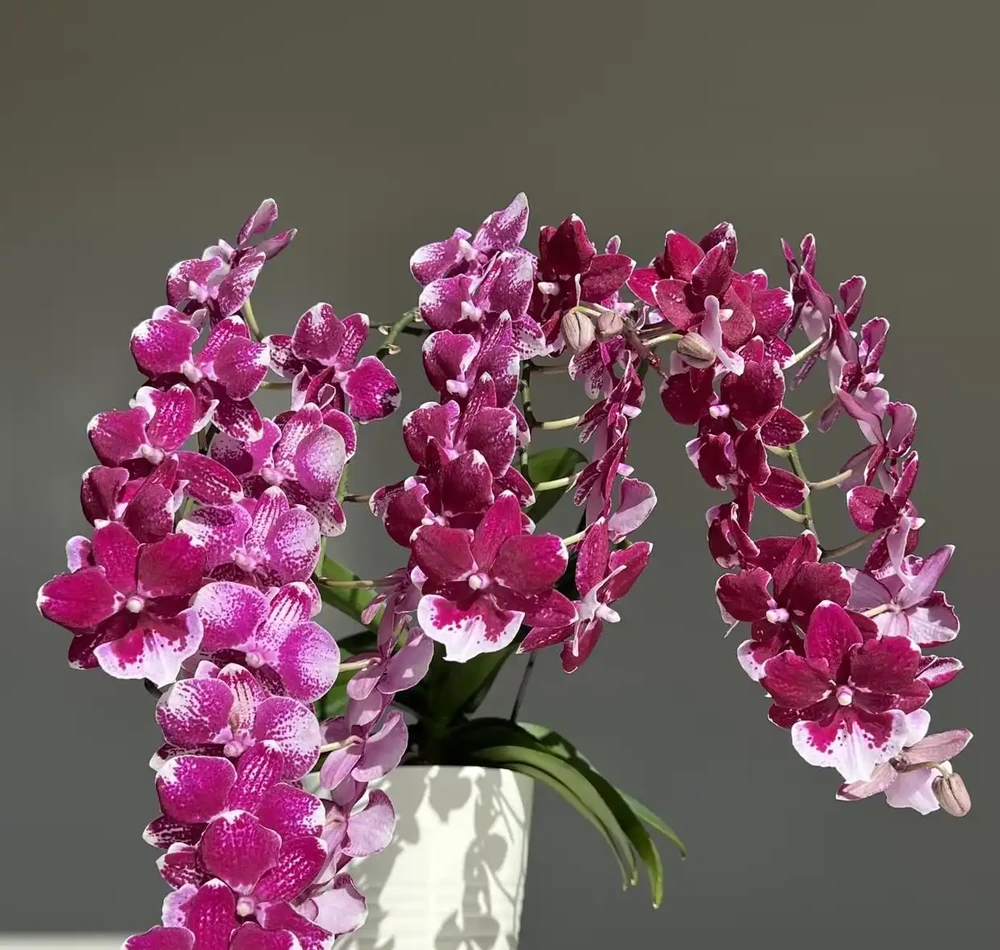 6種陽臺「小貴花」,買一次美多年,每一分錢都不白花