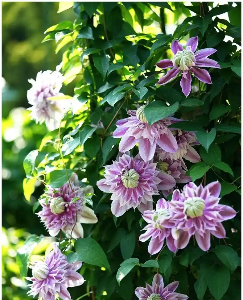 6種陽臺「小貴花」,買一次美多年,每一分錢都不白花