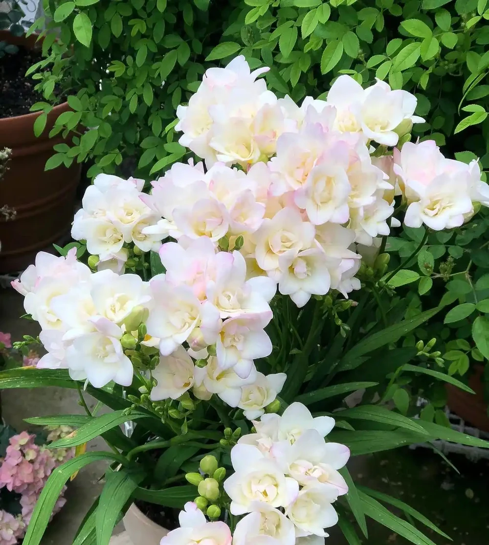 6種陽臺「小貴花」,買一次美多年,每一分錢都不白花