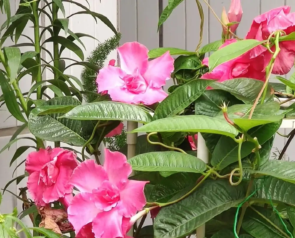 6種陽臺「小貴花」,買一次美多年,每一分錢都不白花