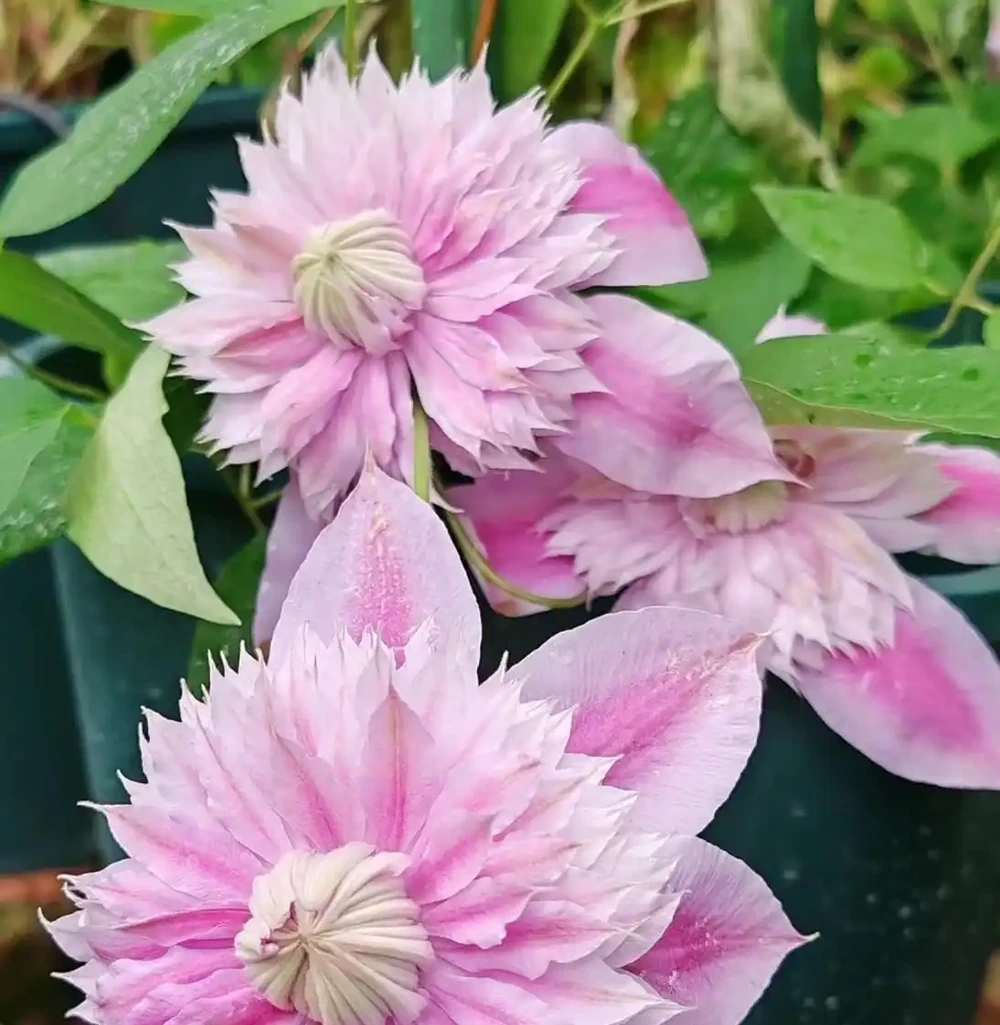 6種陽臺「小貴花」,買一次美多年,每一分錢都不白花