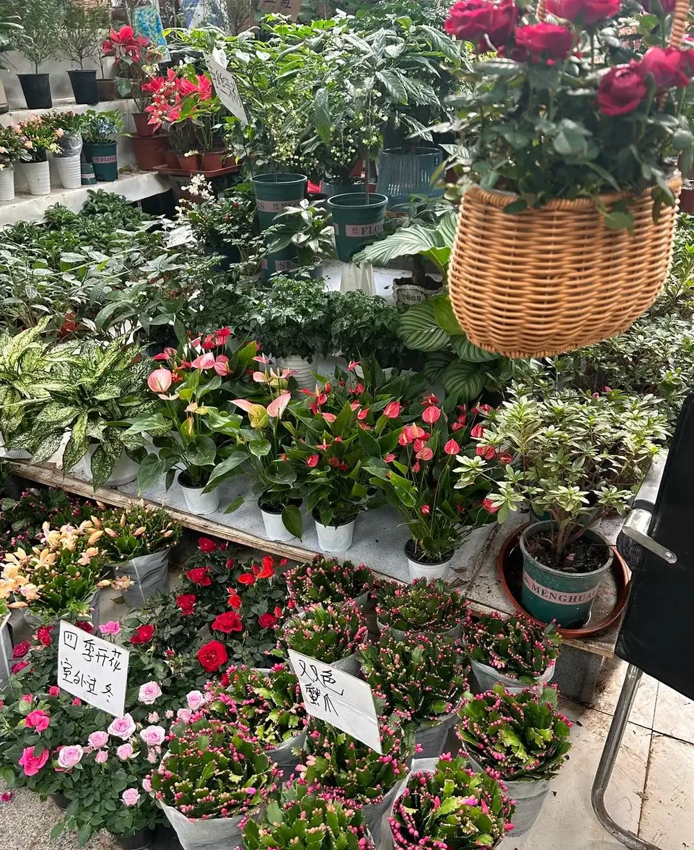 才幾塊錢就能買到的7種花,皮實好養,越養越想養
