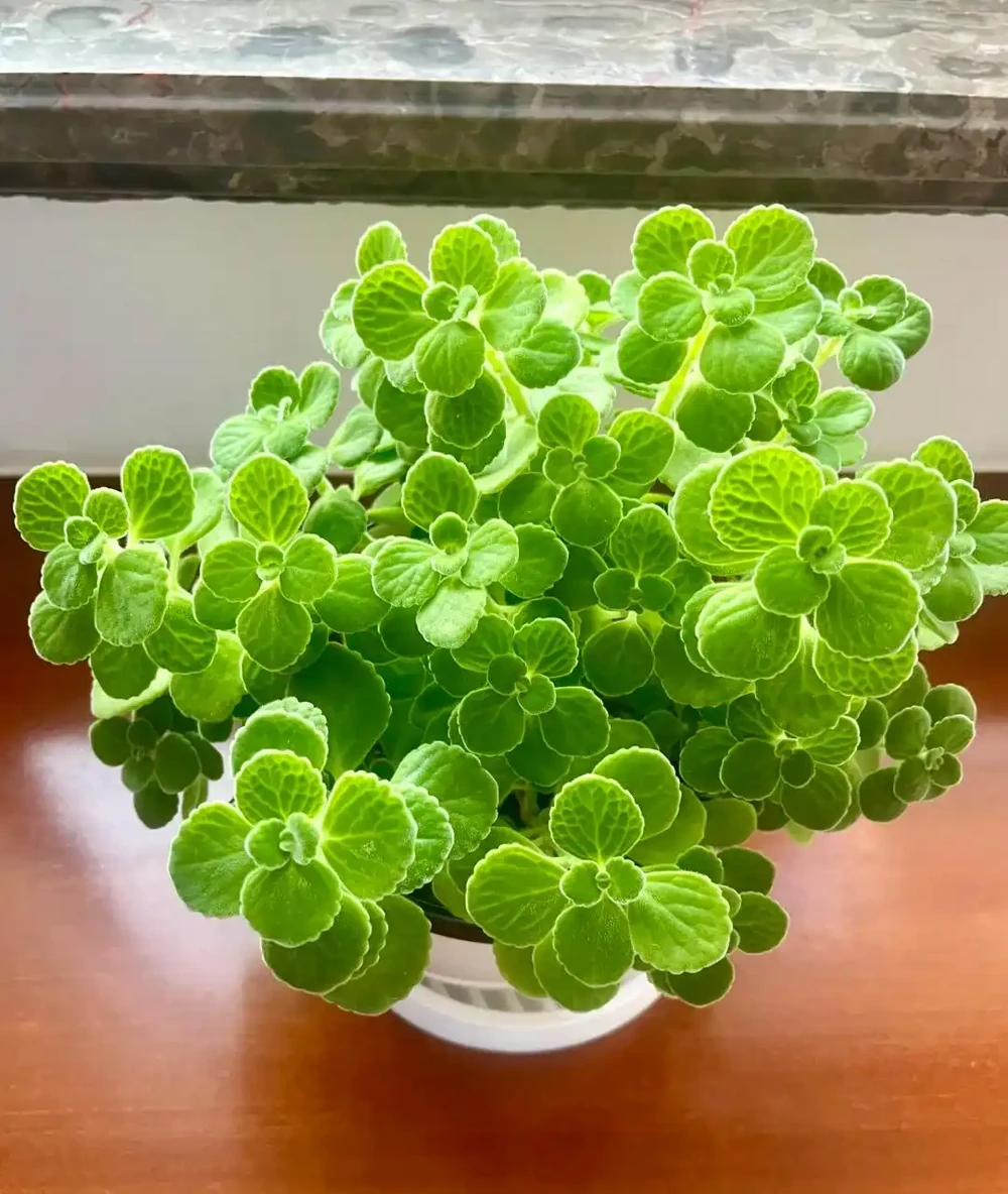 才幾塊錢就能買到的7種花,皮實好養,越養越想養