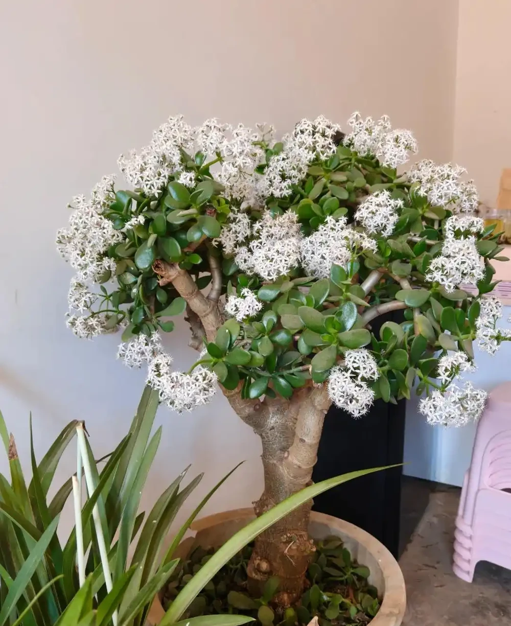 才幾塊錢就能買到的7種花,皮實好養,越養越想養
