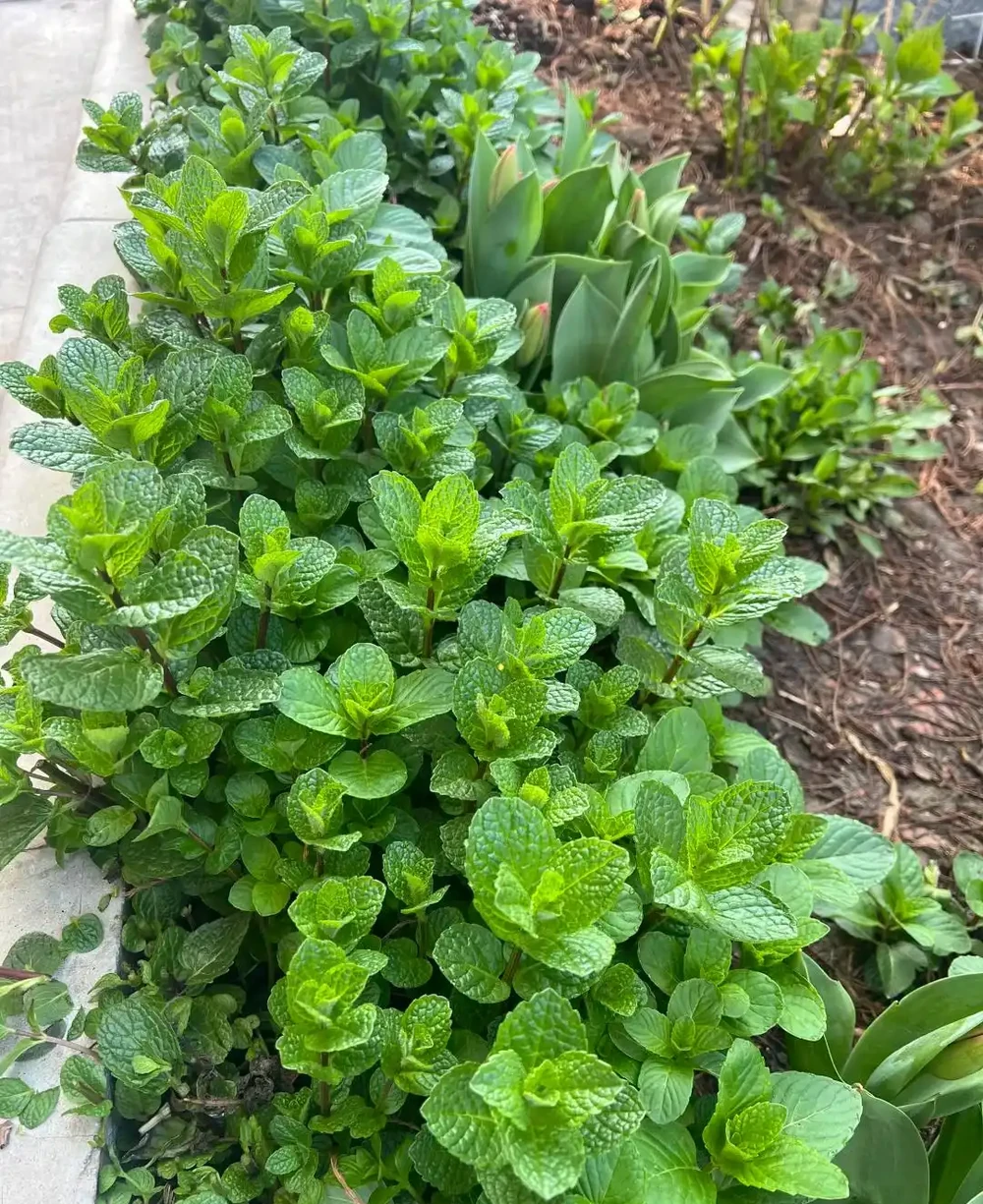 才幾塊錢就能買到的7種花,皮實好養,越養越想養