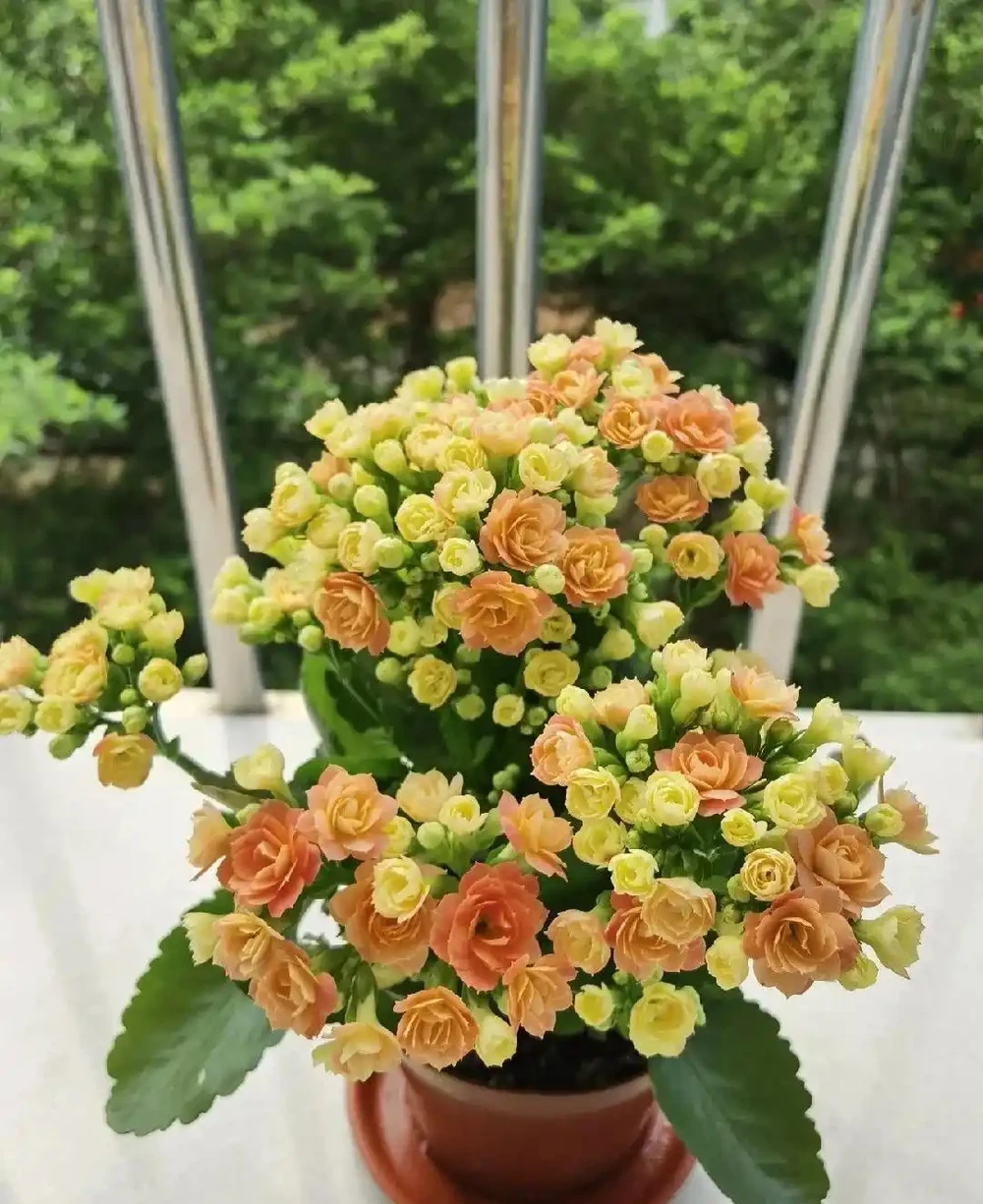 才幾塊錢就能買到的7種花,皮實好養,越養越想養