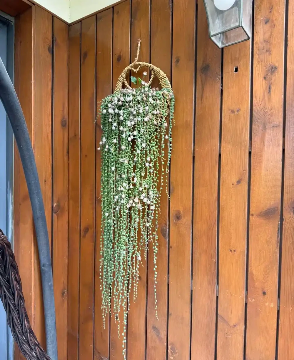 才幾塊錢就能買到的7種花,皮實好養,越養越想養