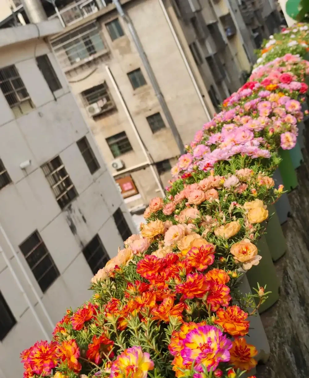 才幾塊錢就能買到的7種花,皮實好養,越養越想養