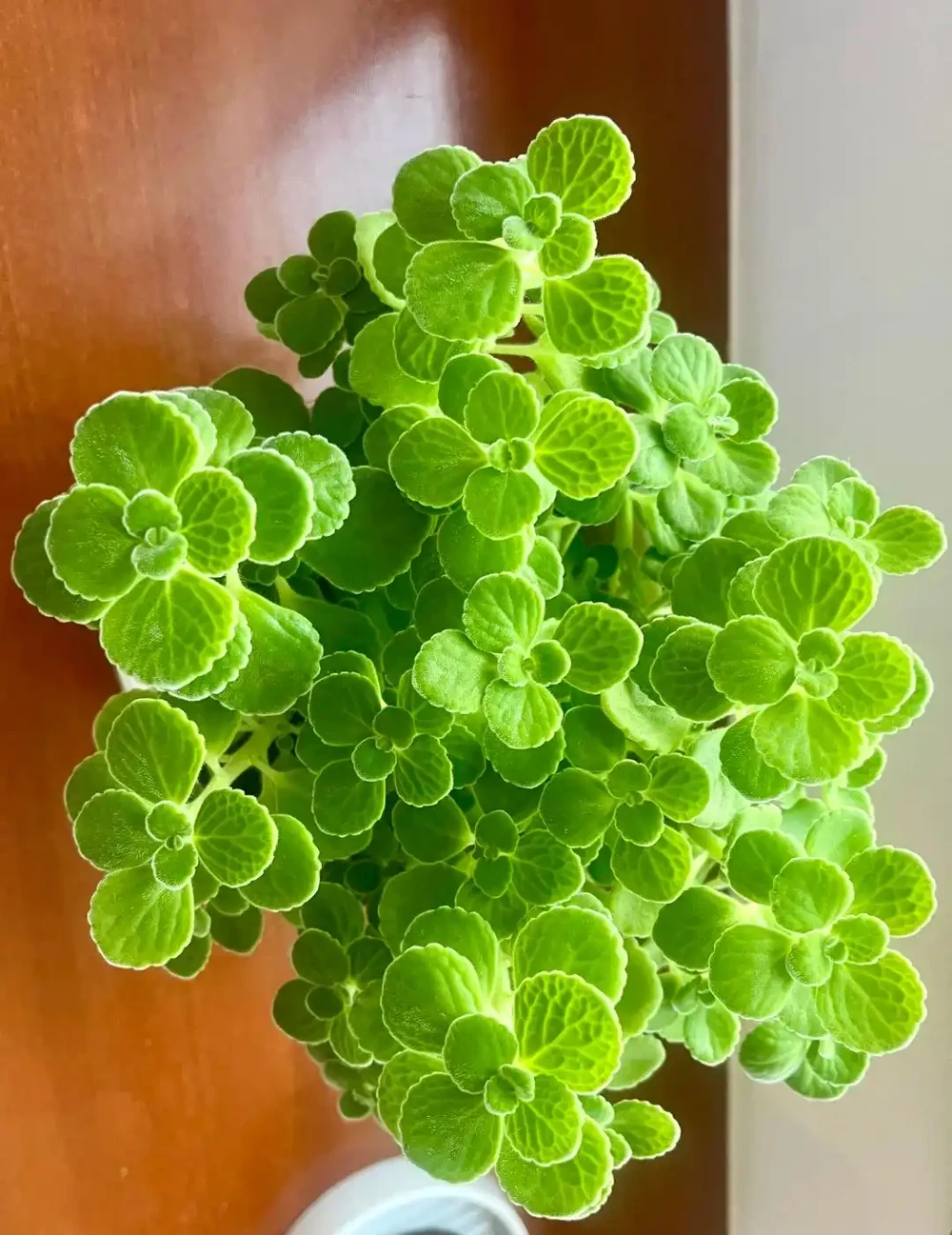 才幾塊錢就能買到的7種花,皮實好養,越養越想養
