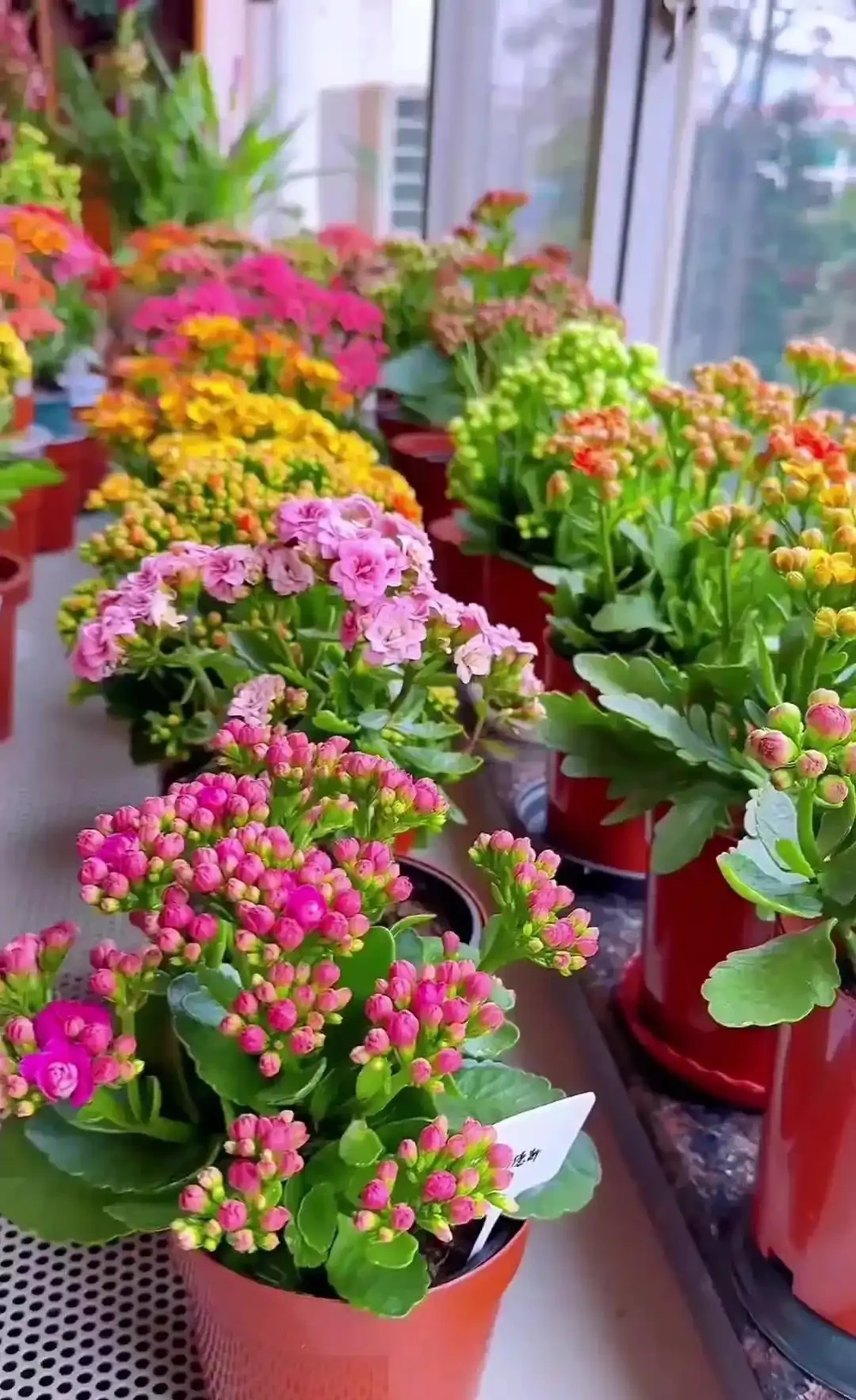 才幾塊錢就能買到的7種花,皮實好養,越養越想養