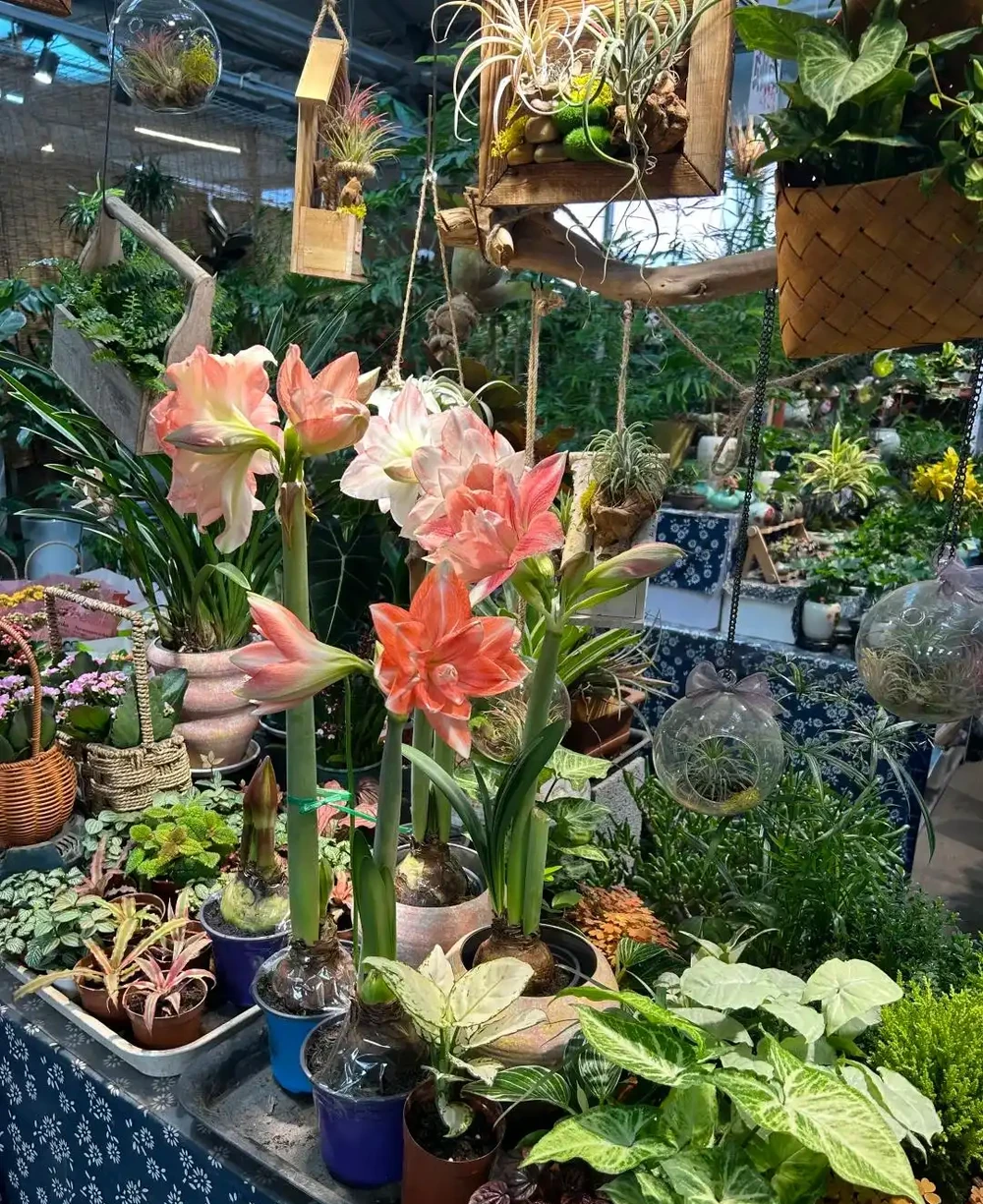 才幾塊錢就能買到的7種花,皮實好養,越養越想養