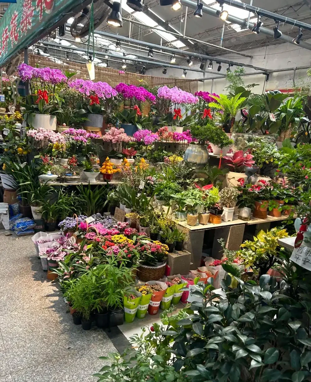 才幾塊錢就能買到的7種花,皮實好養,越養越想養