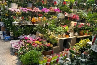 才幾塊錢就能買到的7種花，皮實好養，越養越想養