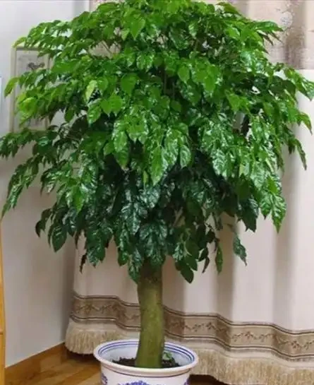 幸福樹黑杆枯葉是怎麼回事,教你幾招,常年蔥蘢翠綠,還可以賞花