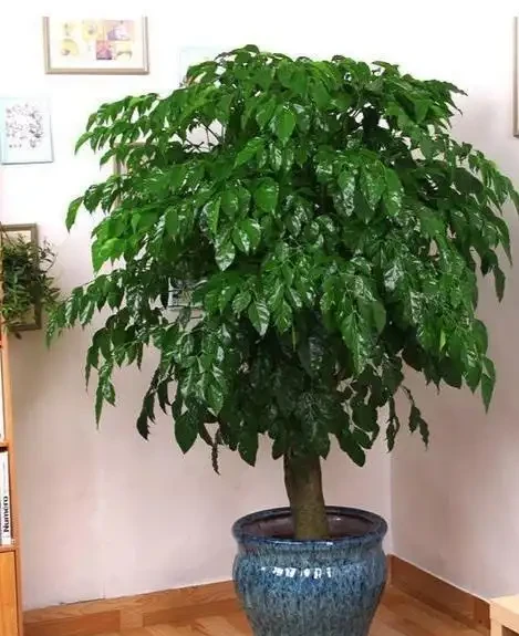 幸福樹黑杆枯葉是怎麼回事,教你幾招,常年蔥蘢翠綠,還可以賞花