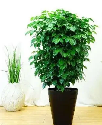 幸福樹黑杆枯葉是怎麼回事,教你幾招,常年蔥蘢翠綠,還可以賞花