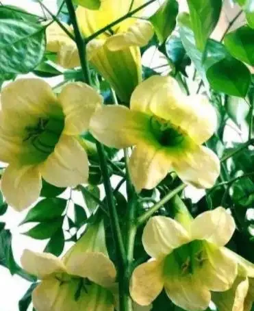 幸福樹黑杆枯葉是怎麼回事,教你幾招,常年蔥蘢翠綠,還可以賞花