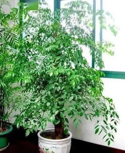 幸福樹黑杆枯葉是怎麼回事，教你幾招，常年蔥蘢翠綠，還可以賞花