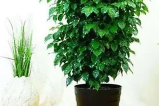 幸福樹黑杆枯葉是怎麼回事，教你幾招，常年蔥蘢翠綠，還可以賞花