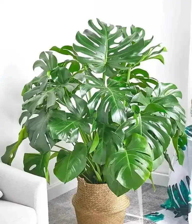 龜背芋葉子開裂少?澆點「香蕉皮水」,葉片比臉大,開背超漂亮