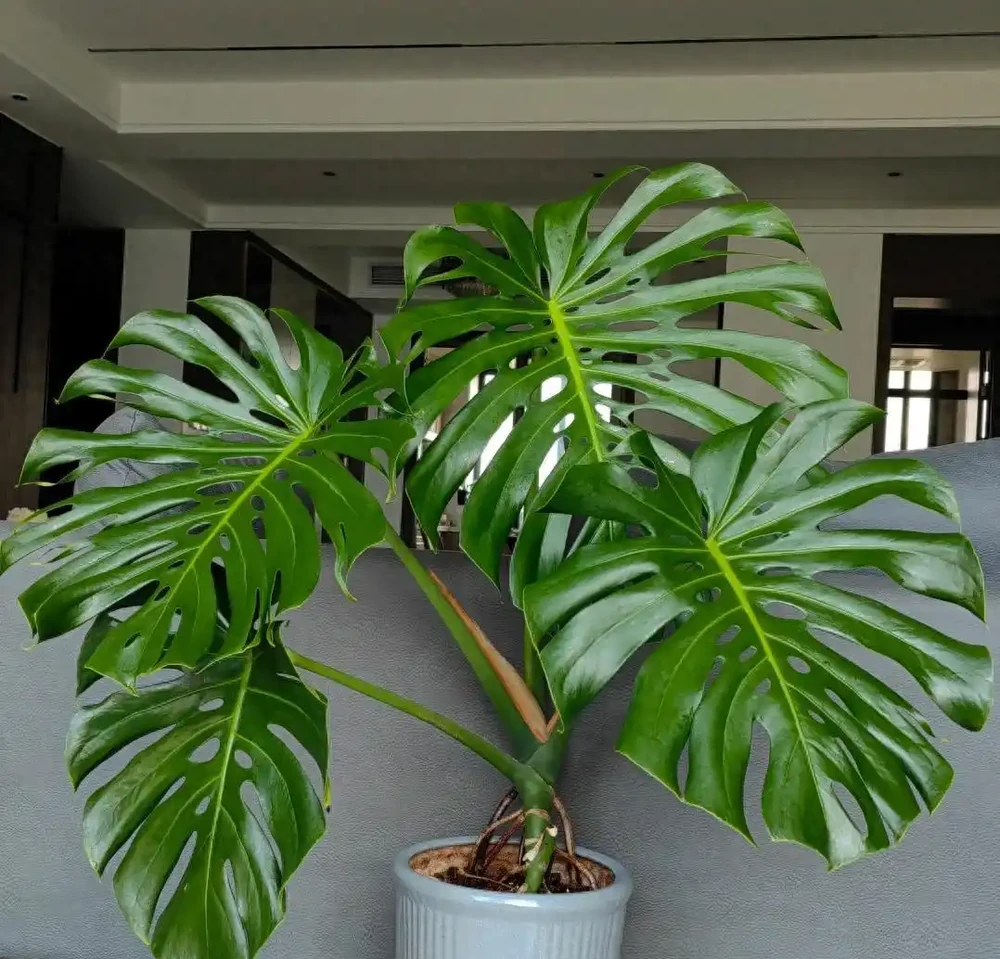 龜背芋葉子開裂少?澆點「香蕉皮水」,葉片比臉大,開背超漂亮