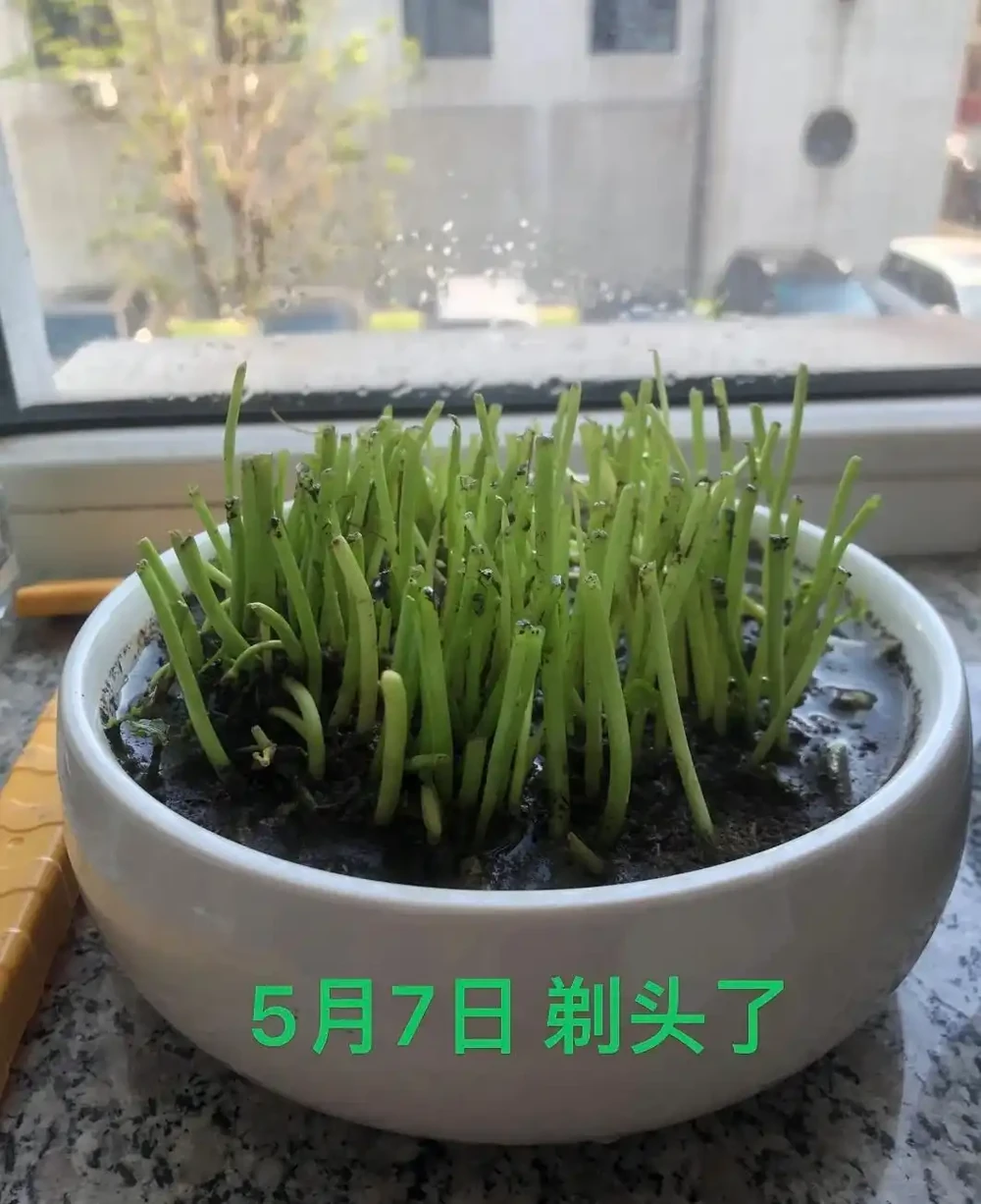養銅錢草其實不難,搞定這4點,葉子蹭蹭長根本攔不住