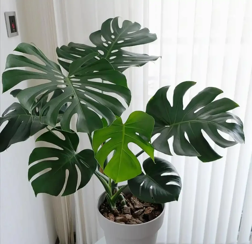 龜背芋葉子開裂少?澆點「香蕉皮水」,葉片比臉大,開背超漂亮
