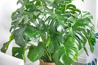 龜背芋葉子開裂少？澆點「香蕉皮水」，葉片比臉大，開背超漂亮