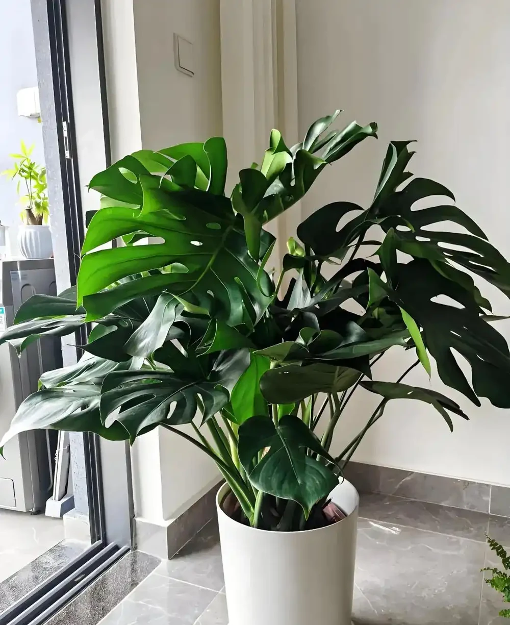 別再亂養龜背芋了!學會這3招,葉子油亮立馬變大盆
