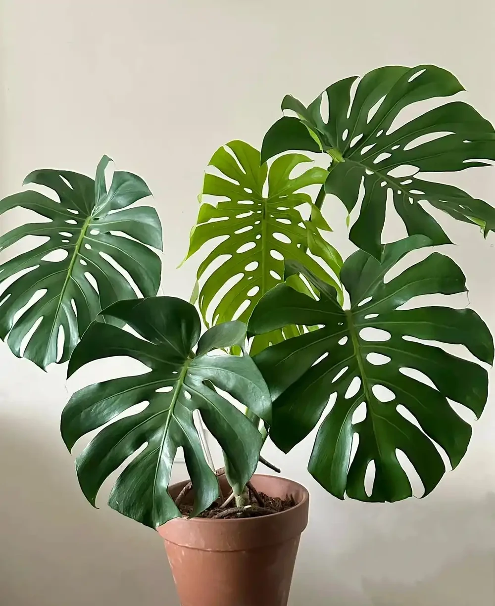 別再亂養龜背芋了!學會這3招,葉子油亮立馬變大盆