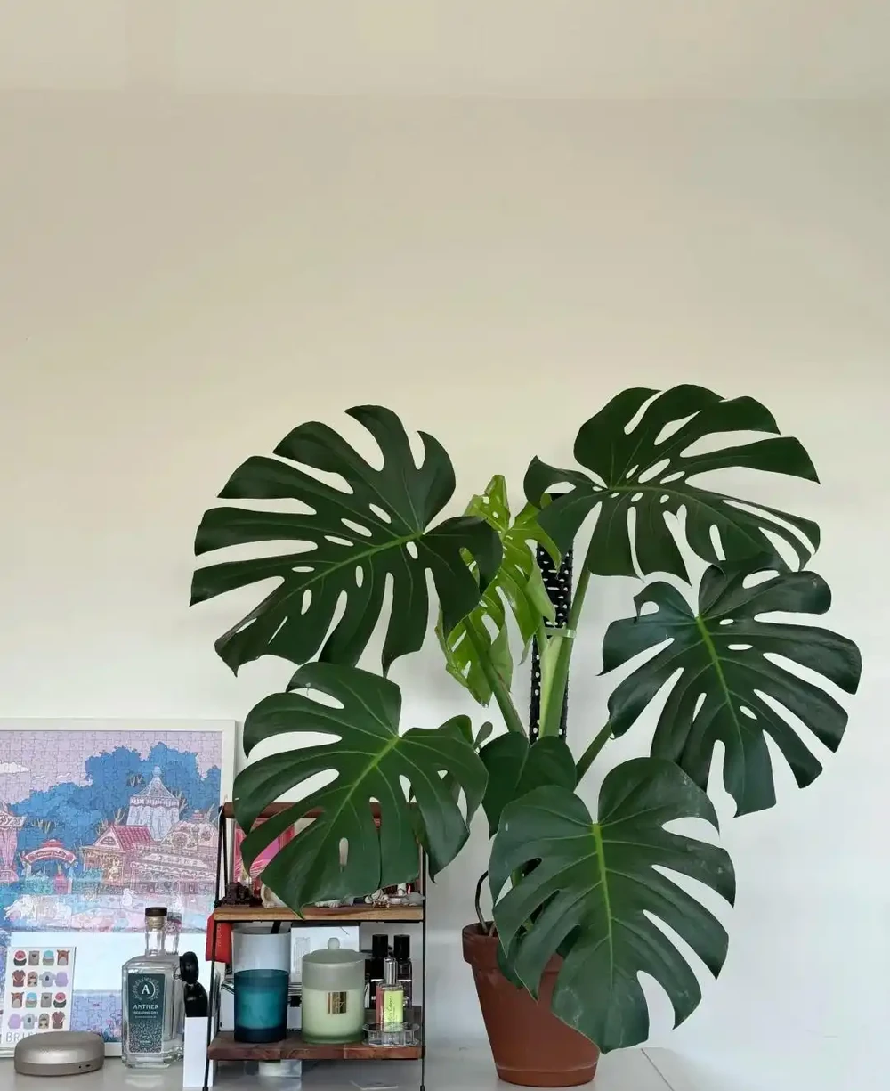 別再亂養龜背芋了!學會這3招,葉子油亮立馬變大盆