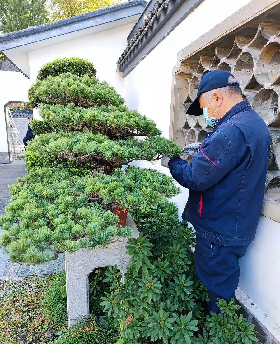 8種四季常綠庭院樹種,全年不空院,新手也能輕鬆養