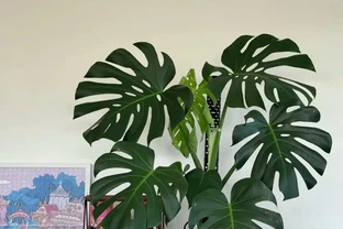 別再亂養龜背芋了！學會這3招，葉子油亮立馬變大盆