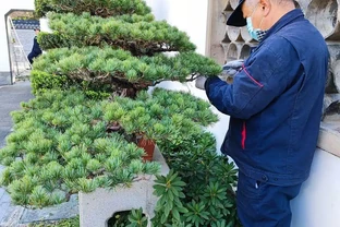 8種四季常綠庭院樹種，全年不空院，新手也能輕鬆養