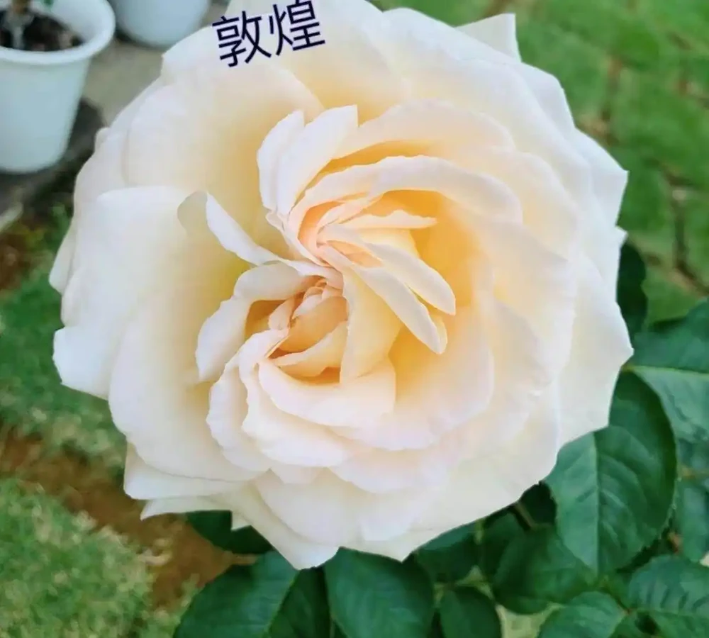 十大最受歡迎的日本玫瑰品種:第7款「暗夜玫瑰」讓全網花友瘋狂求連結,種花10年的老花匠都忍不住入手