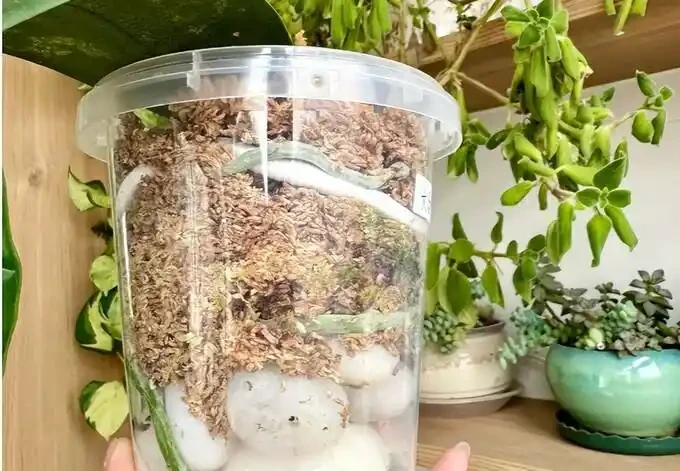 北京小夥用石頭養花，根比鋼筋還硬，看完我直接扔了水苔