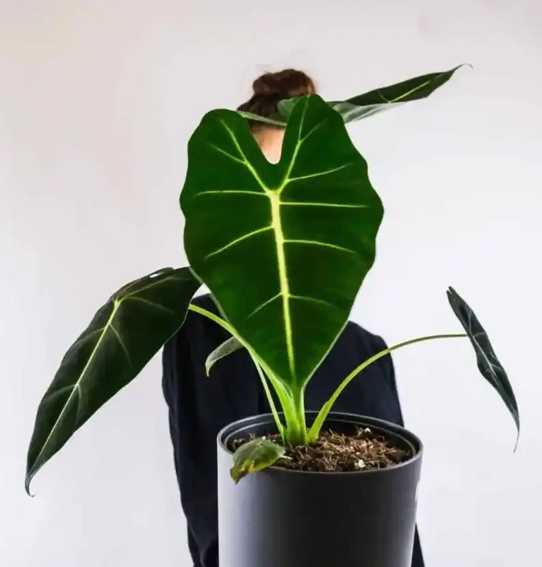 新手養綠天鵝絨海芋，90%的人都在冬天翻車：它只是休眠，不是死了