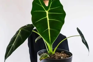 新手養綠天鵝絨海芋，90%的人都在冬天翻車：它只是休眠，不是死了