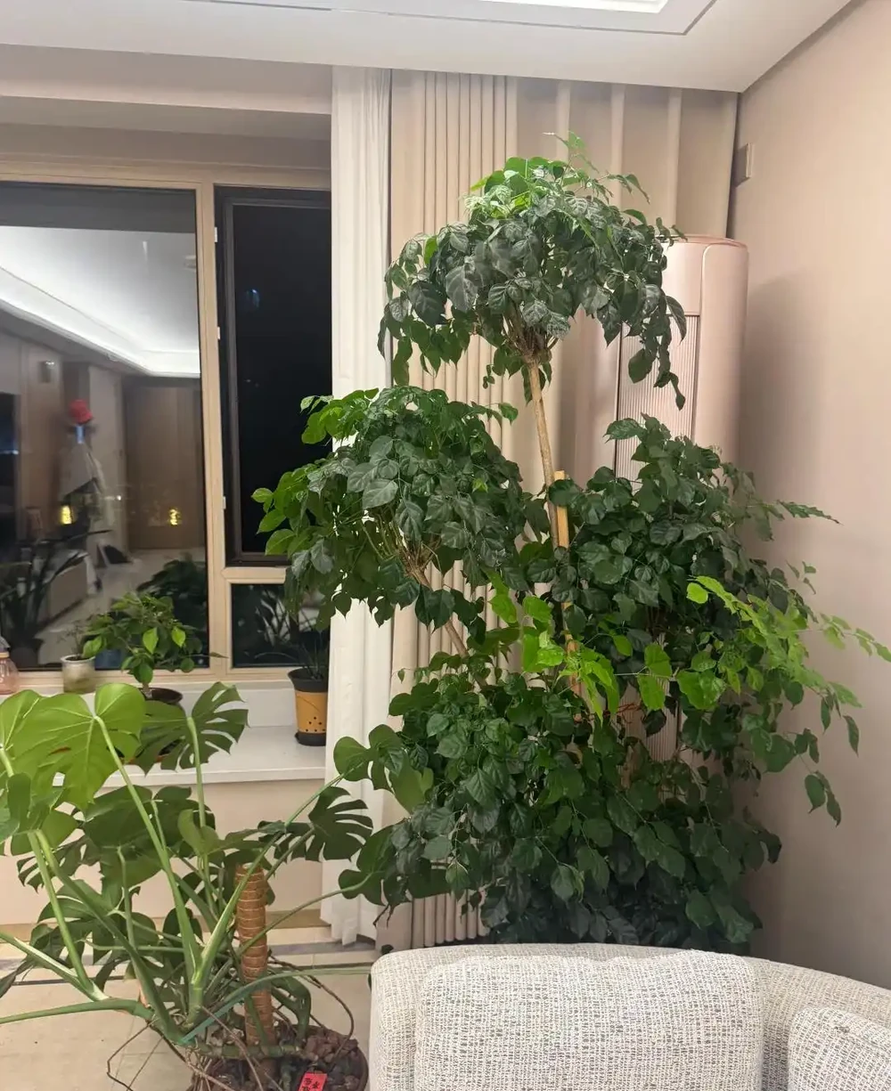 養了5年幸福樹才知道!治介殼蟲就用這4招,乾淨又徹底