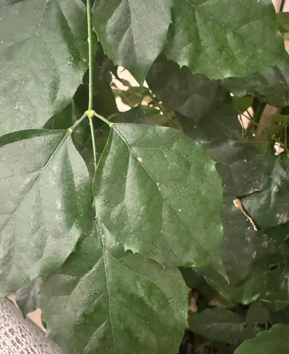 養了5年幸福樹才知道!治介殼蟲就用這4招,乾淨又徹底